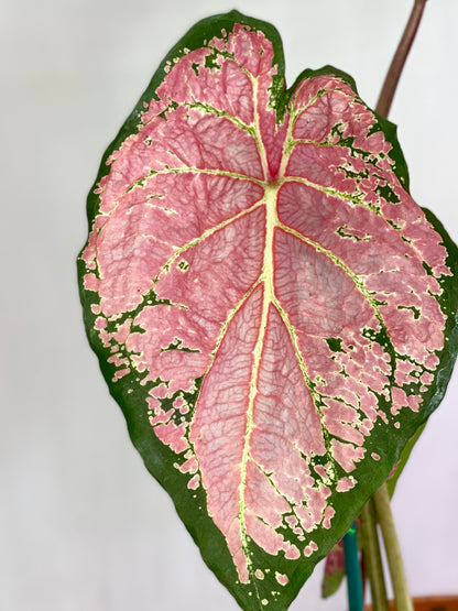 Caladium Ballet Slippers