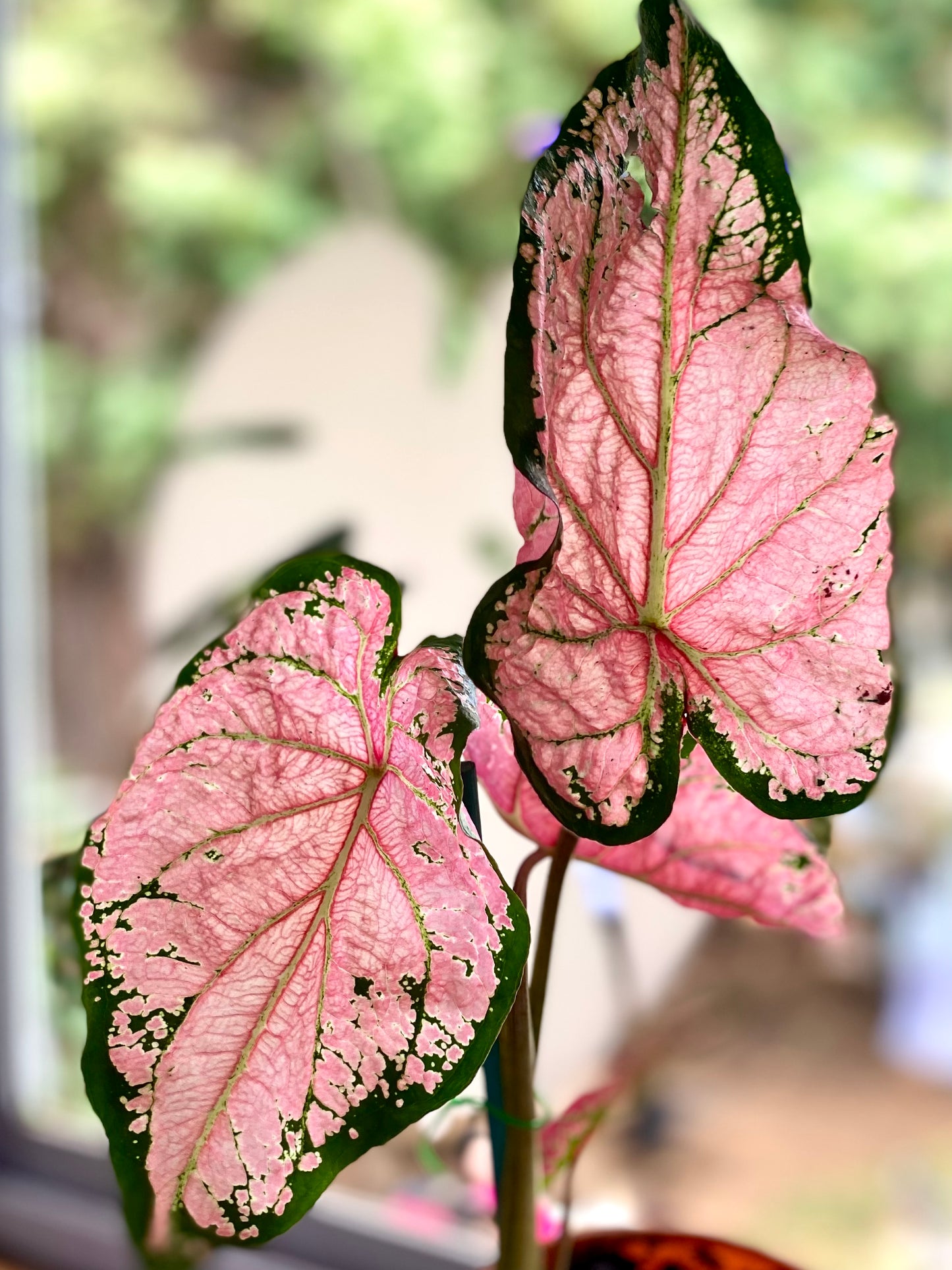 Caladium Ballet Slippers