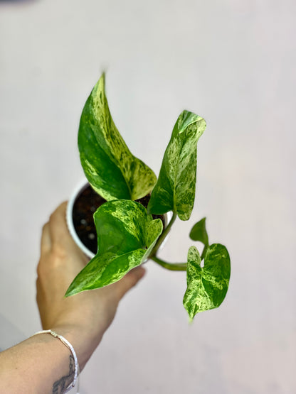Potus Variegada o Epipremnum Aureum Marble Queen S