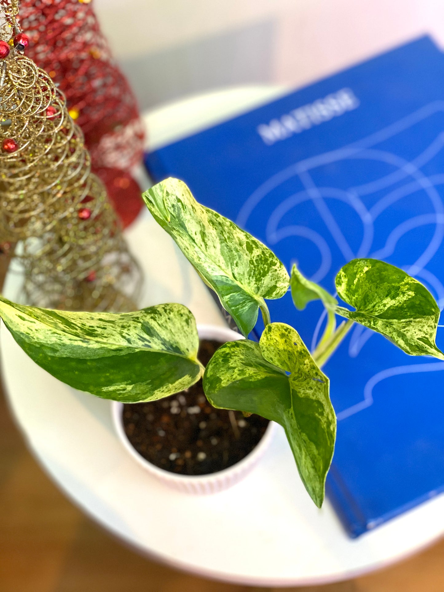 Potus Variegada o Epipremnum Aureum Marble Queen S