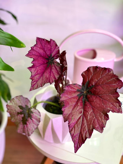 Begonia Rex