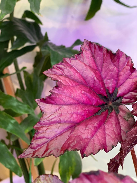 Begonia Rex