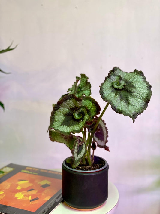 Begonia Caracol