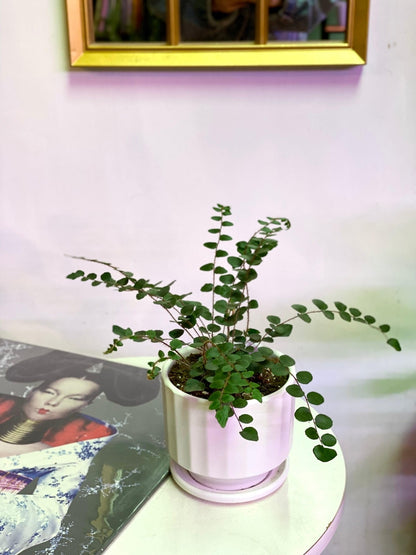 Helecho Botón o Pallaea Rotundifolia S