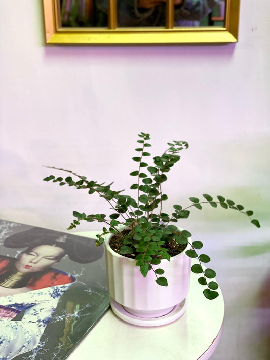 Helecho Botón o Pallaea Rotundifolia S