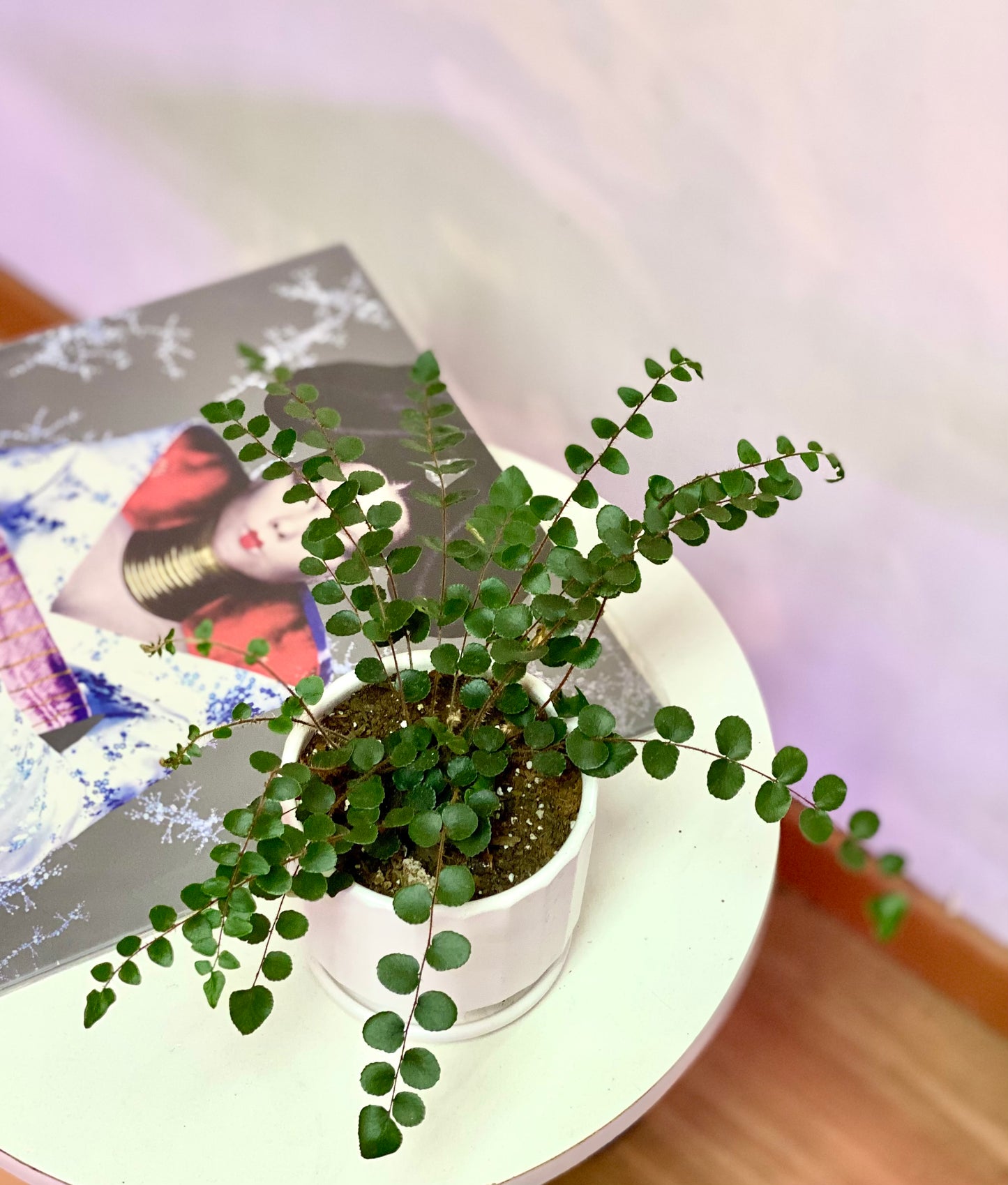 Helecho Botón o Pallaea Rotundifolia S