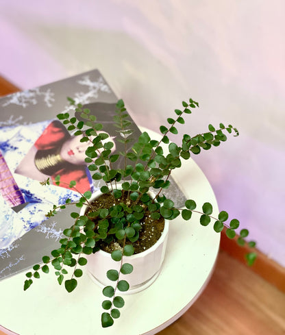 Helecho Botón o Pallaea Rotundifolia S