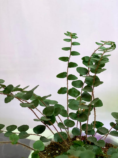 Helecho Botón o Pallaea Rotundifolia S