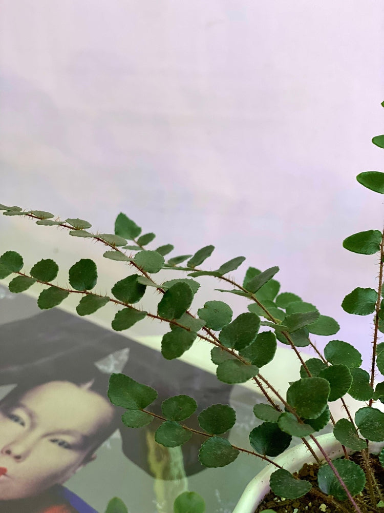 Helecho Botón o Pallaea Rotundifolia S