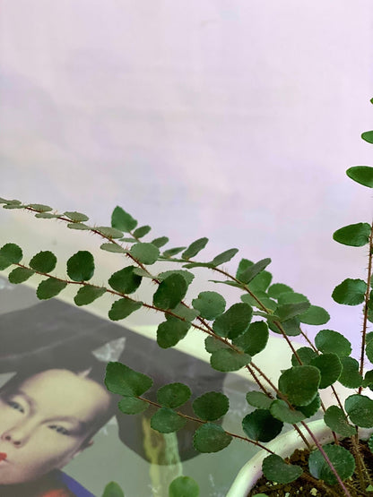 Helecho Botón o Pallaea Rotundifolia S