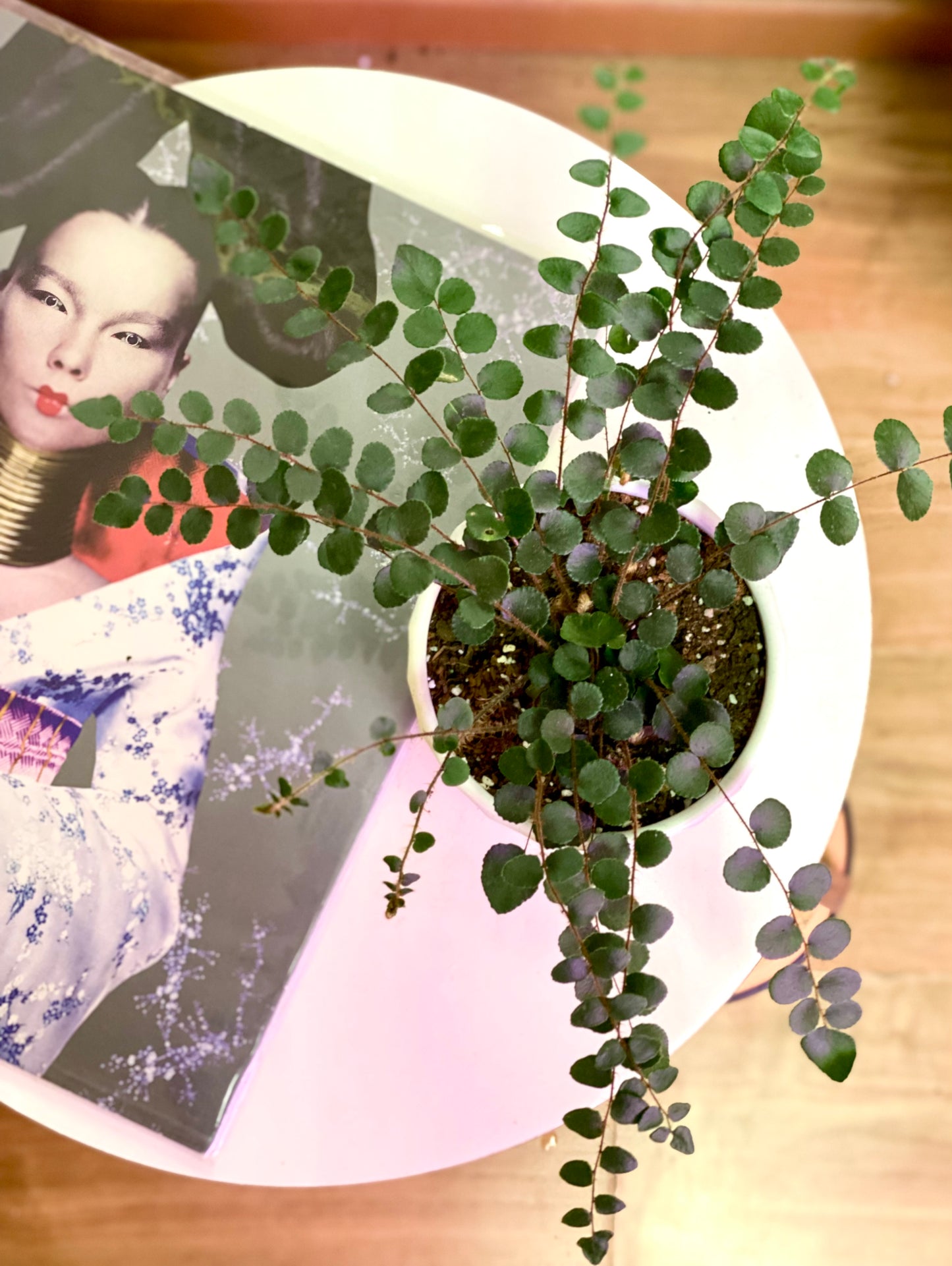 Helecho Botón o Pallaea Rotundifolia S