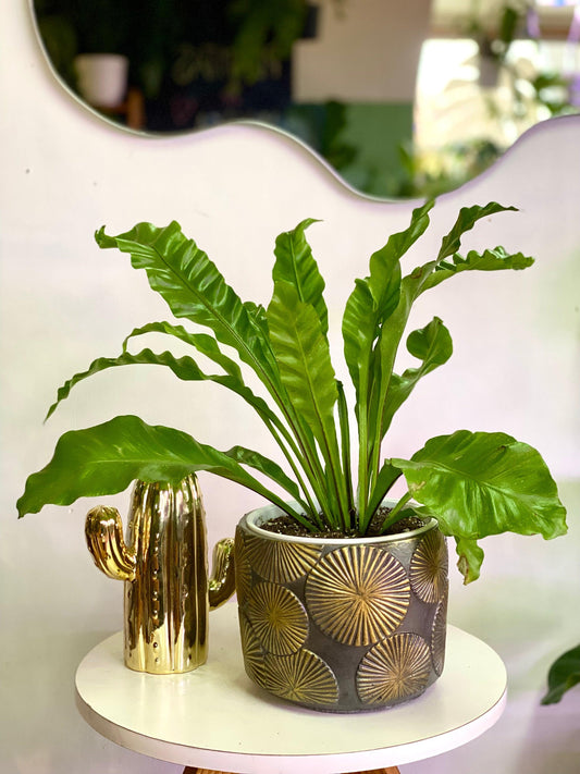 Helecho Asplenium Nidus - Nido de Aguila