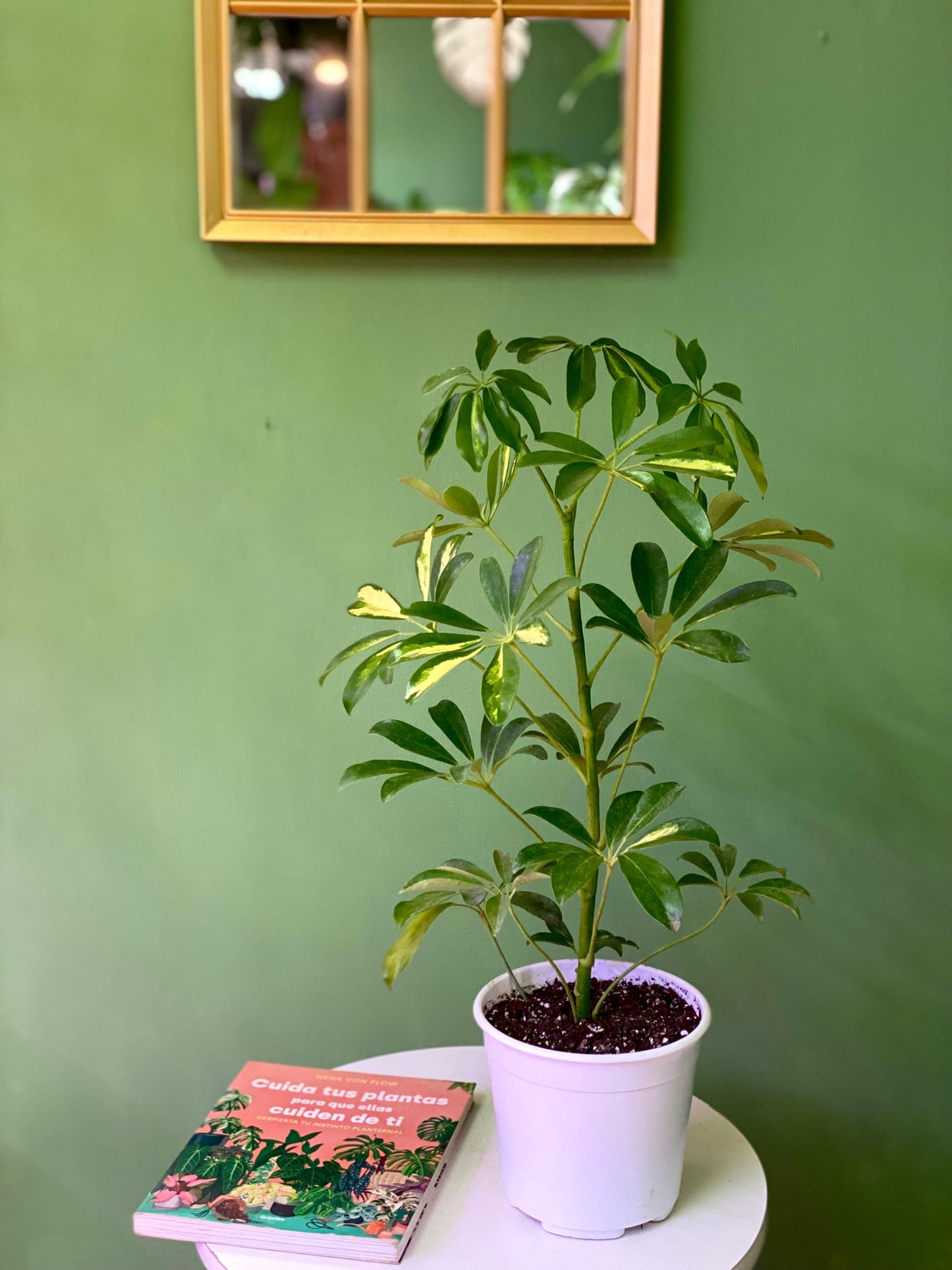 Schefflera Arborícola - Planta Paraguas S