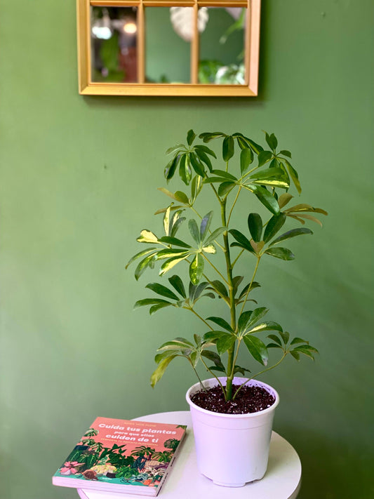 Schefflera Arborícola - Planta Paraguas S