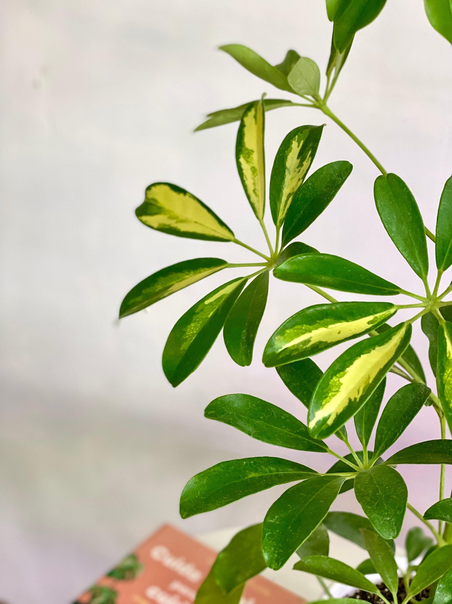 Schefflera Arborícola - Planta Paraguas S