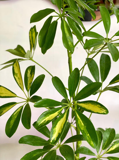 Schefflera Arborícola - Planta Paraguas S
