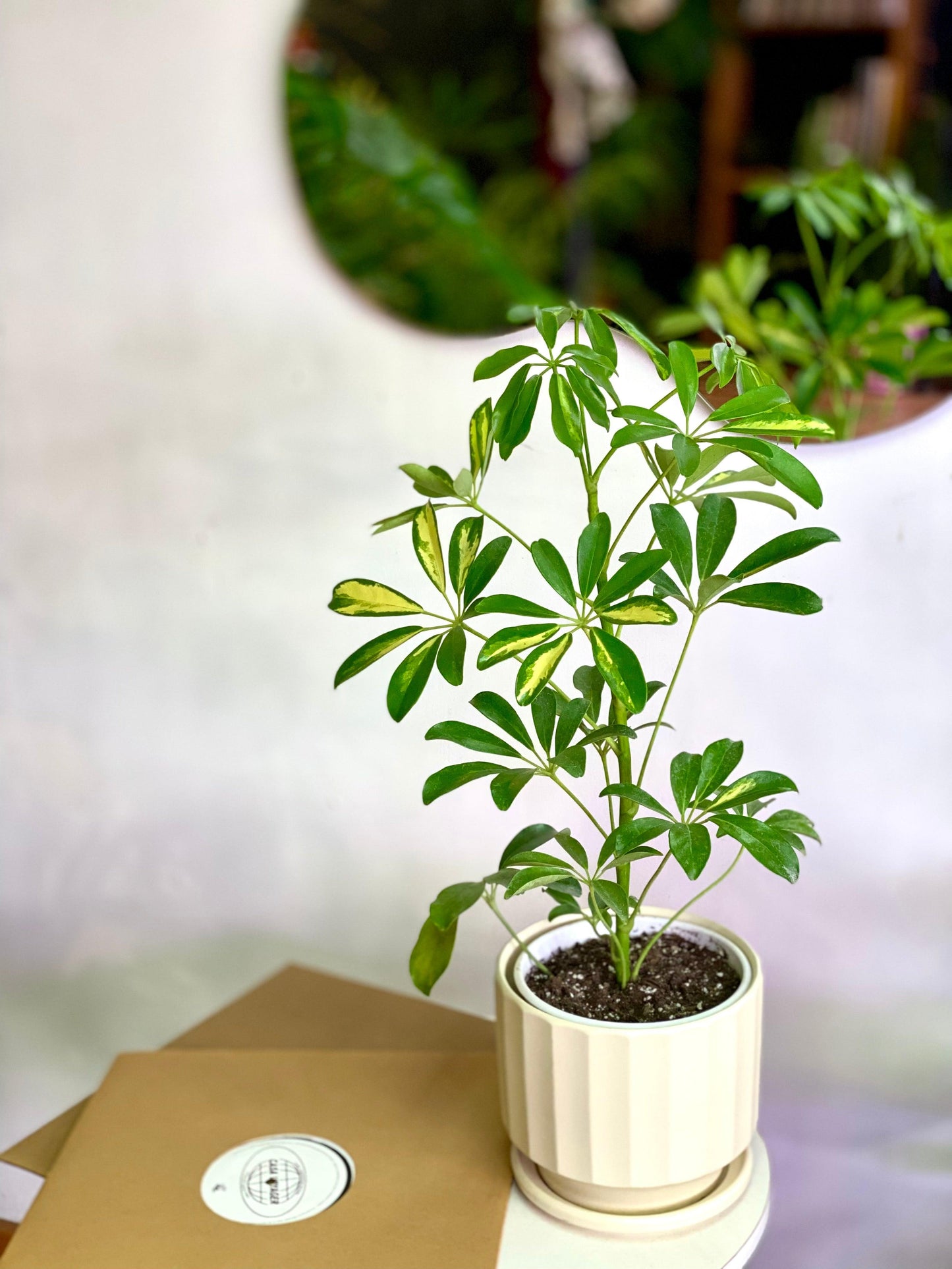 Schefflera Arborícola - Planta Paraguas S