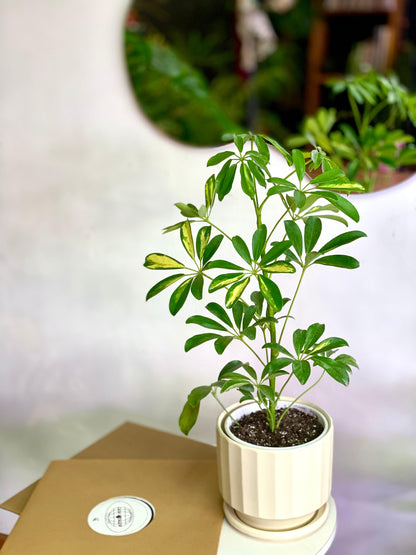 Schefflera Arborícola - Planta Paraguas S