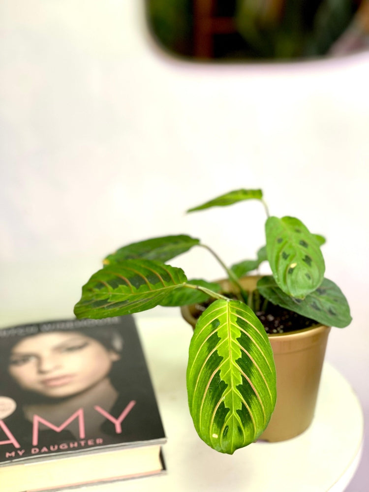 Maranta Leuconeura Tricolor S