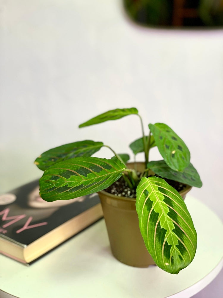 Maranta Leuconeura Tricolor S