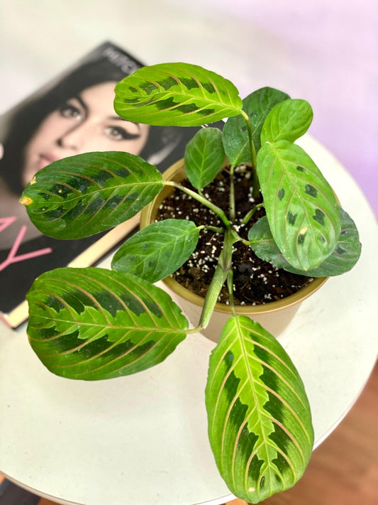 Maranta Leuconeura Tricolor S