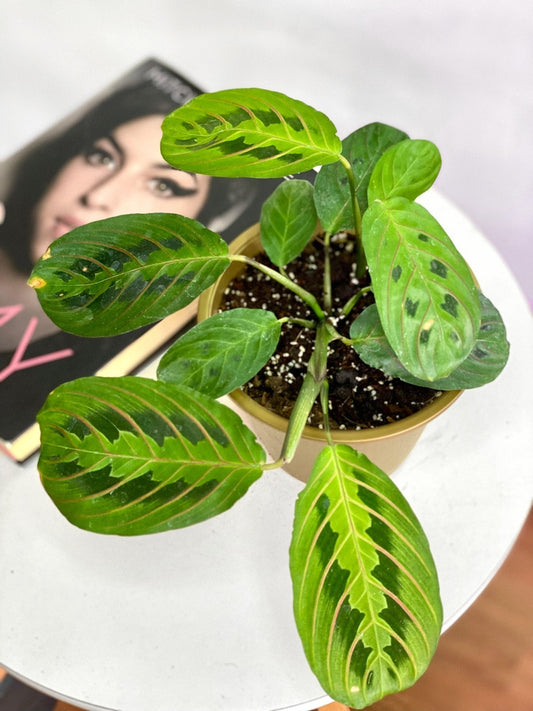 Maranta Leuconeura Tricolor S