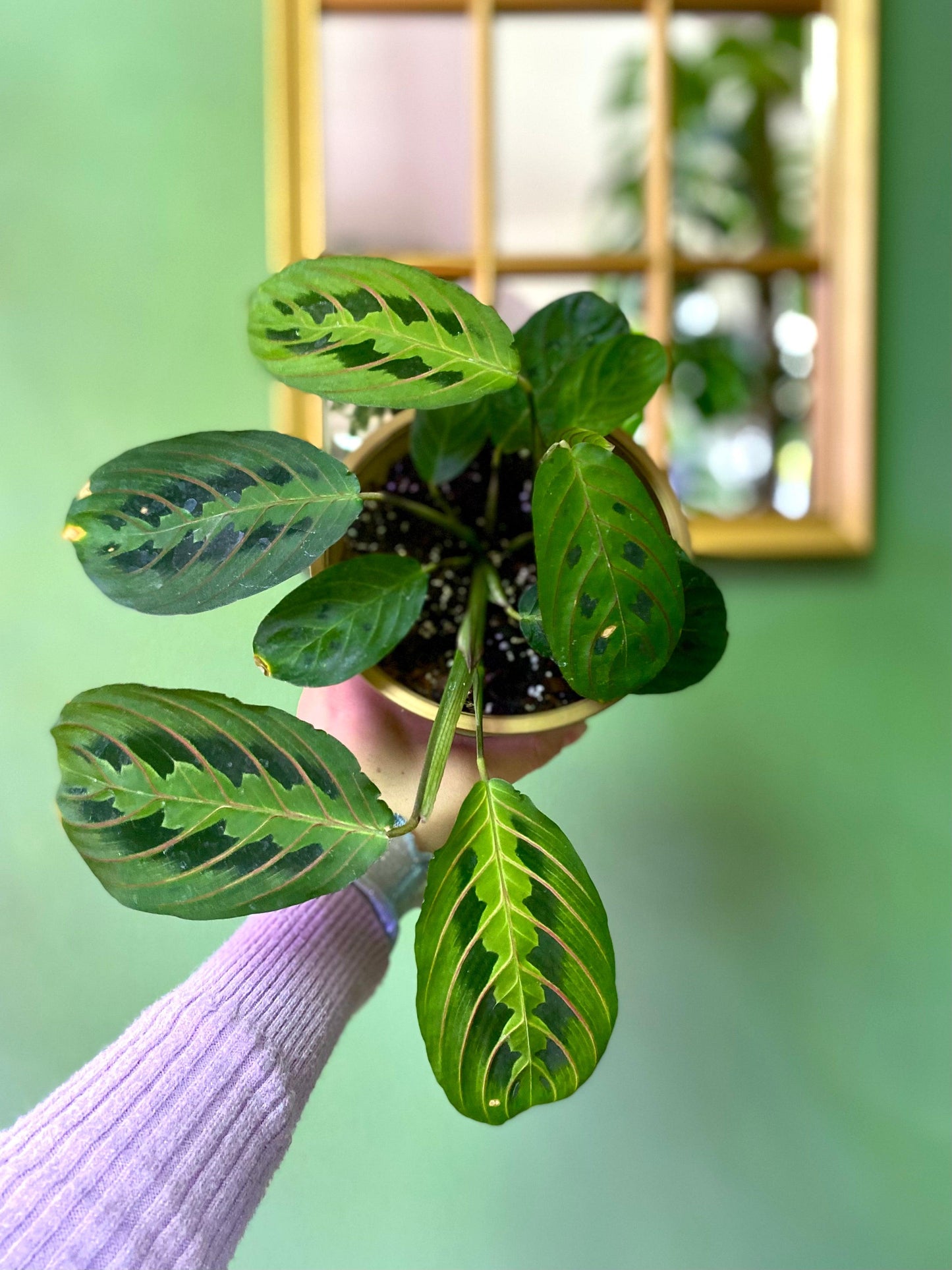 Maranta Leuconeura Tricolor S