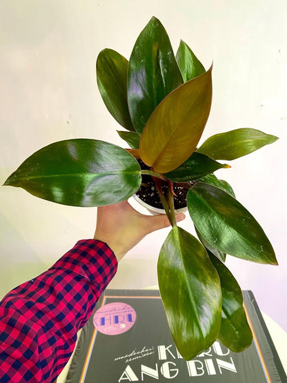 Filodendro Congo Rojo