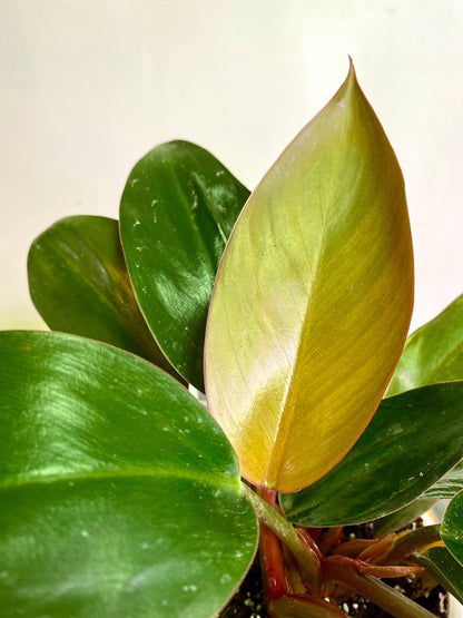 Filodendro Congo Rojo