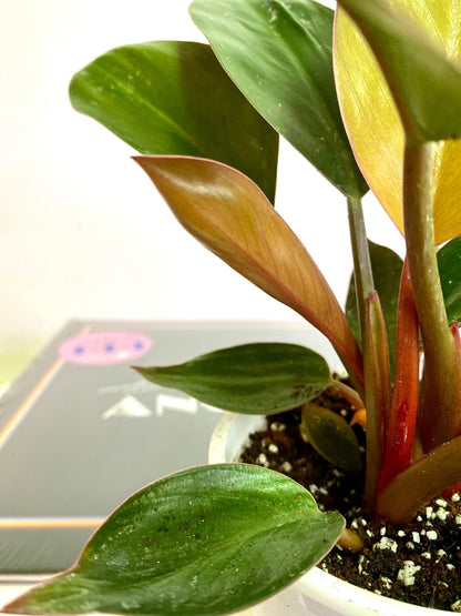 Filodendro Congo Rojo