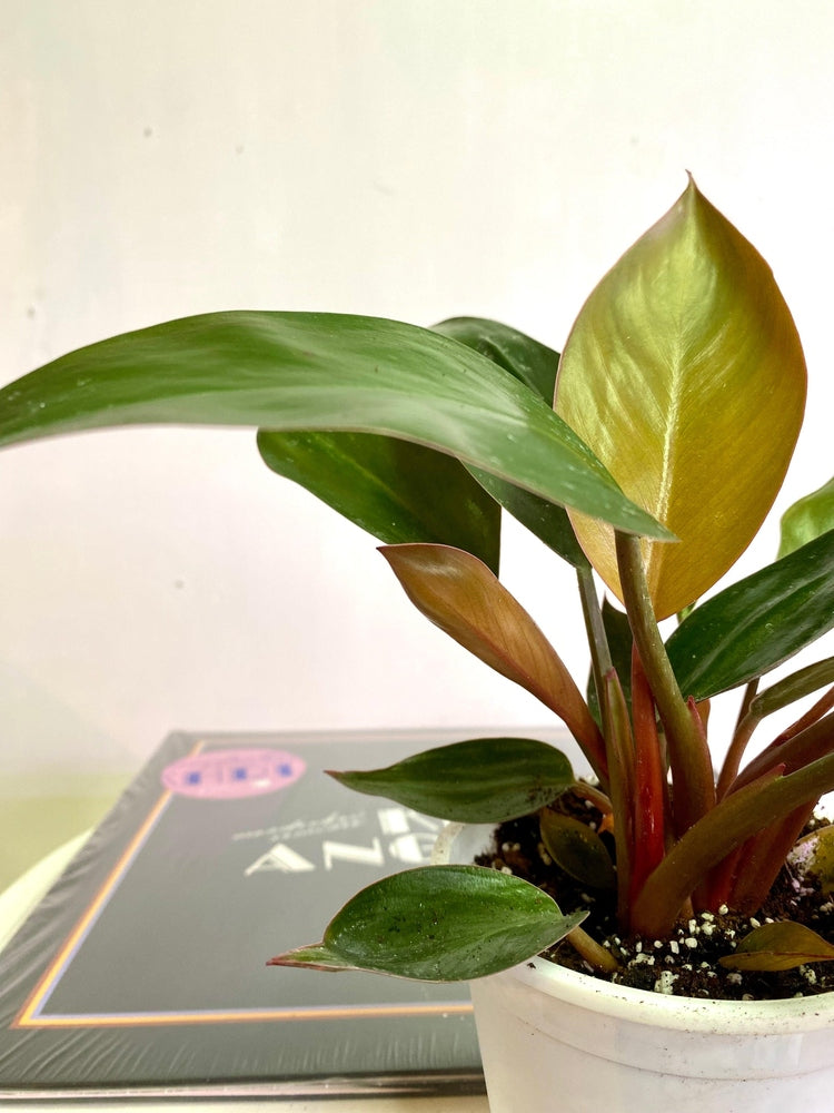 Filodendro Congo Rojo