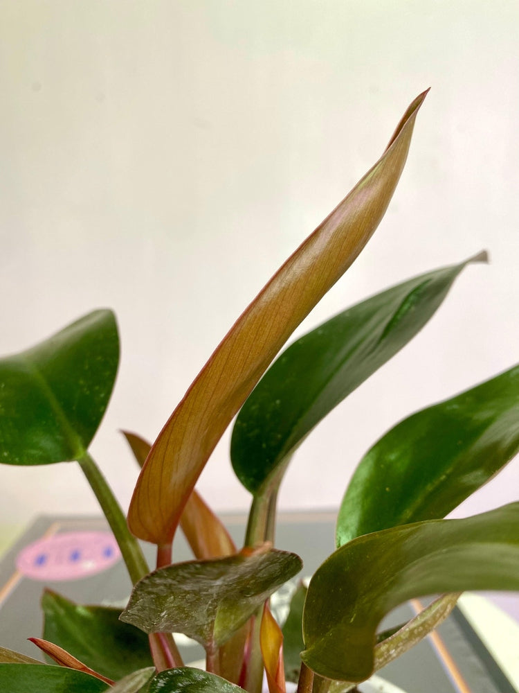 Filodendro Congo Rojo