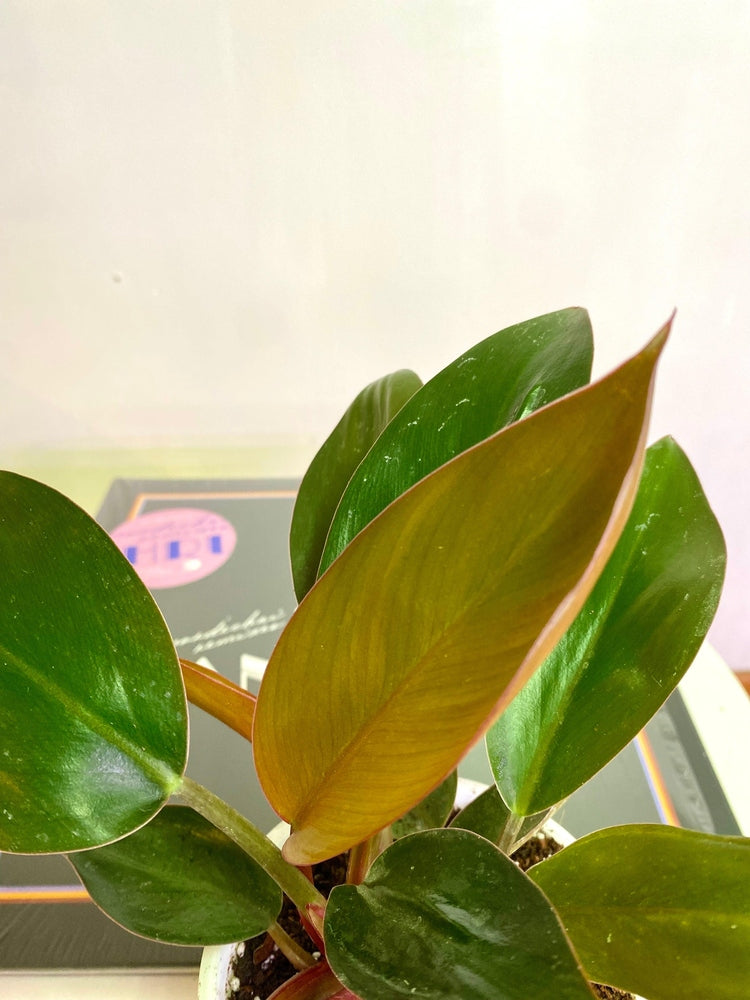 Filodendro Congo Rojo