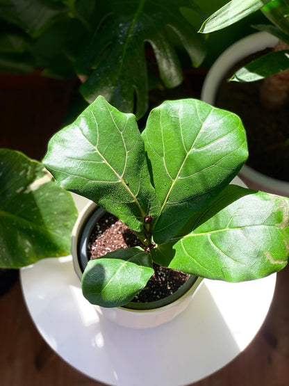 Ficus Lyrata XS