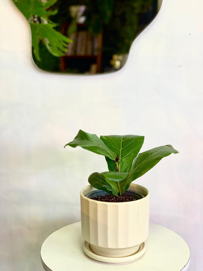 Ficus Lyrata XS