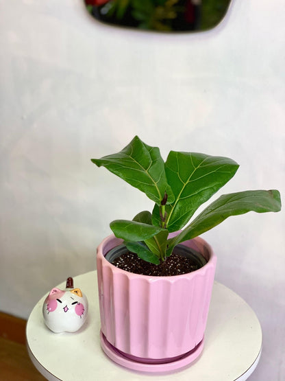 Ficus Lyrata XS