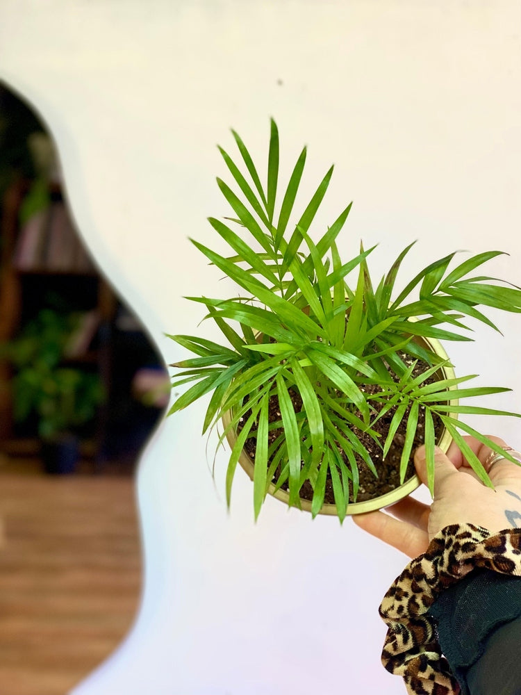 Palmera Chamaedorea S