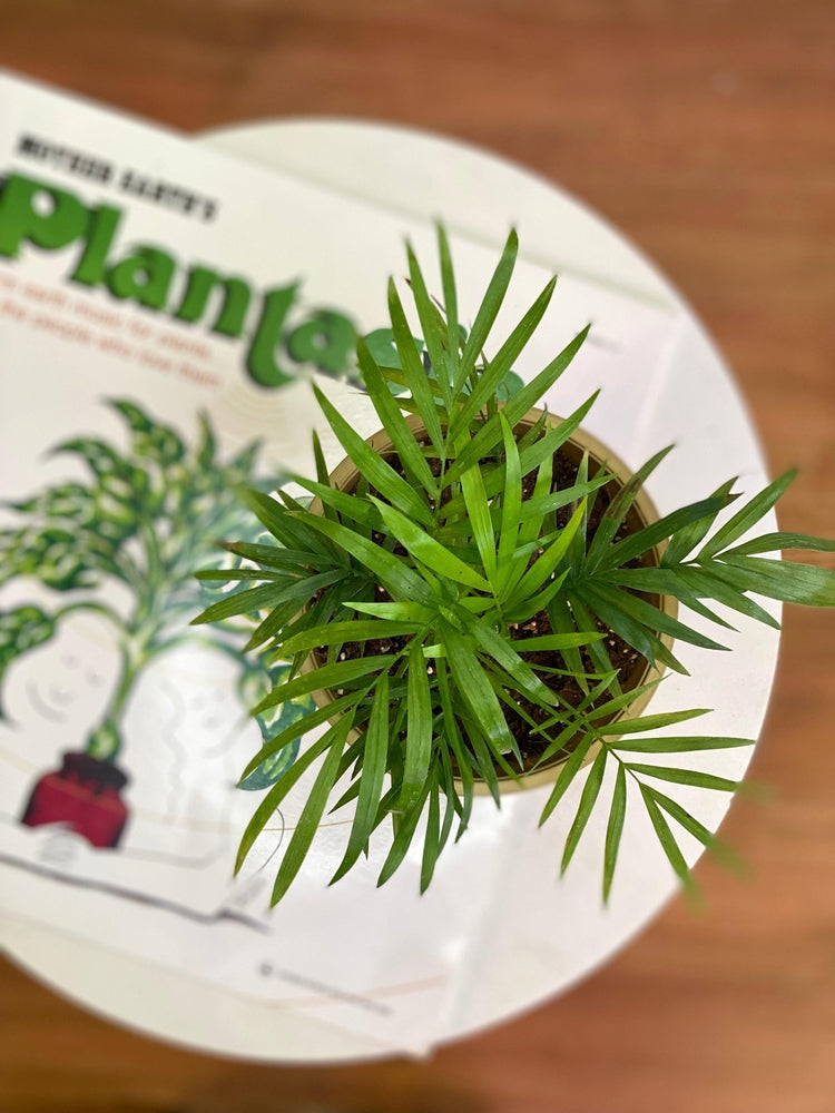 Palmera Chamaedorea S