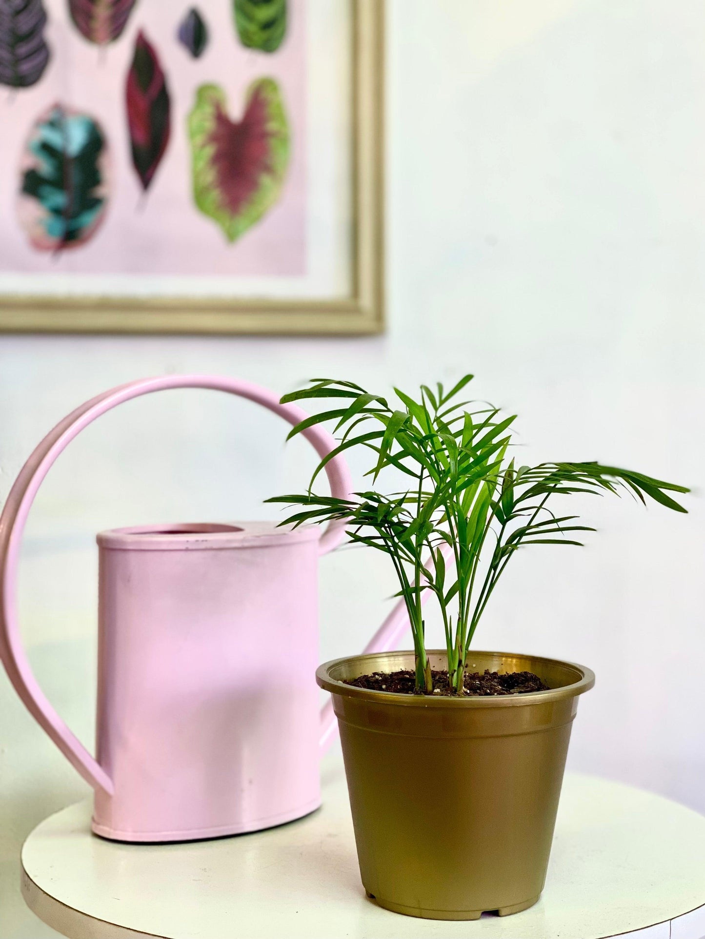 Palmera Chamaedorea S