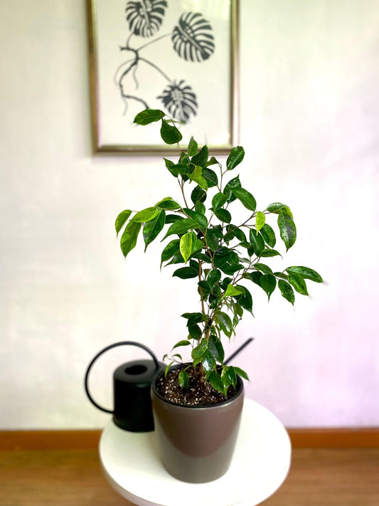Ficus Benjamina
