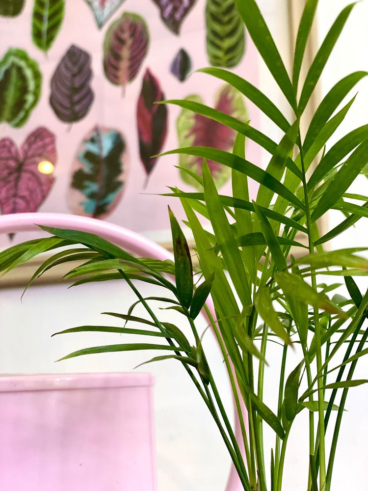 Palmera Chamaedorea S