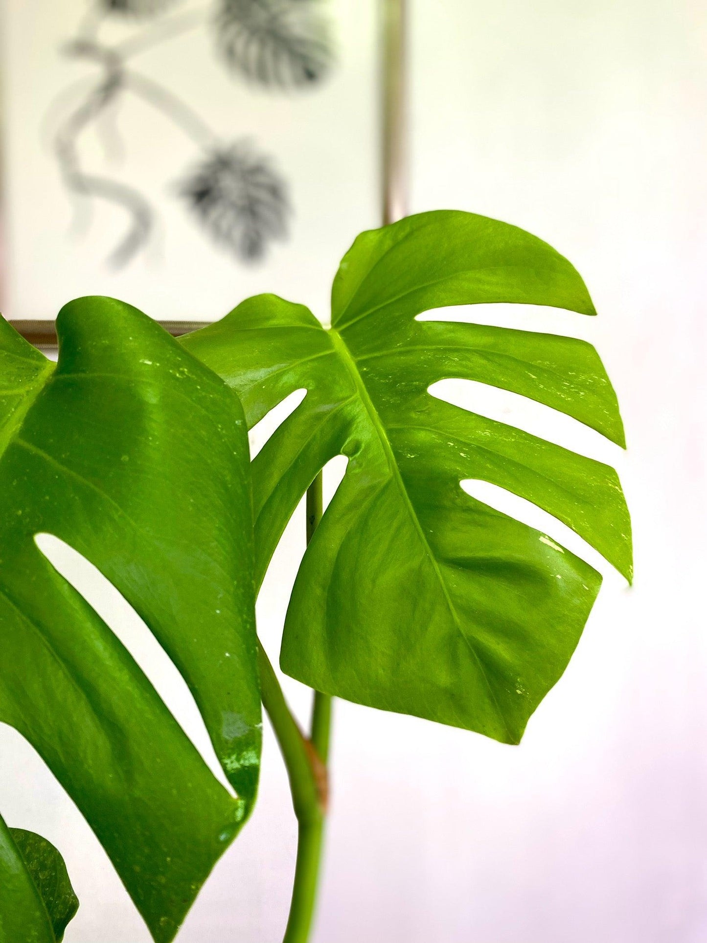 Monstera Borsigiana