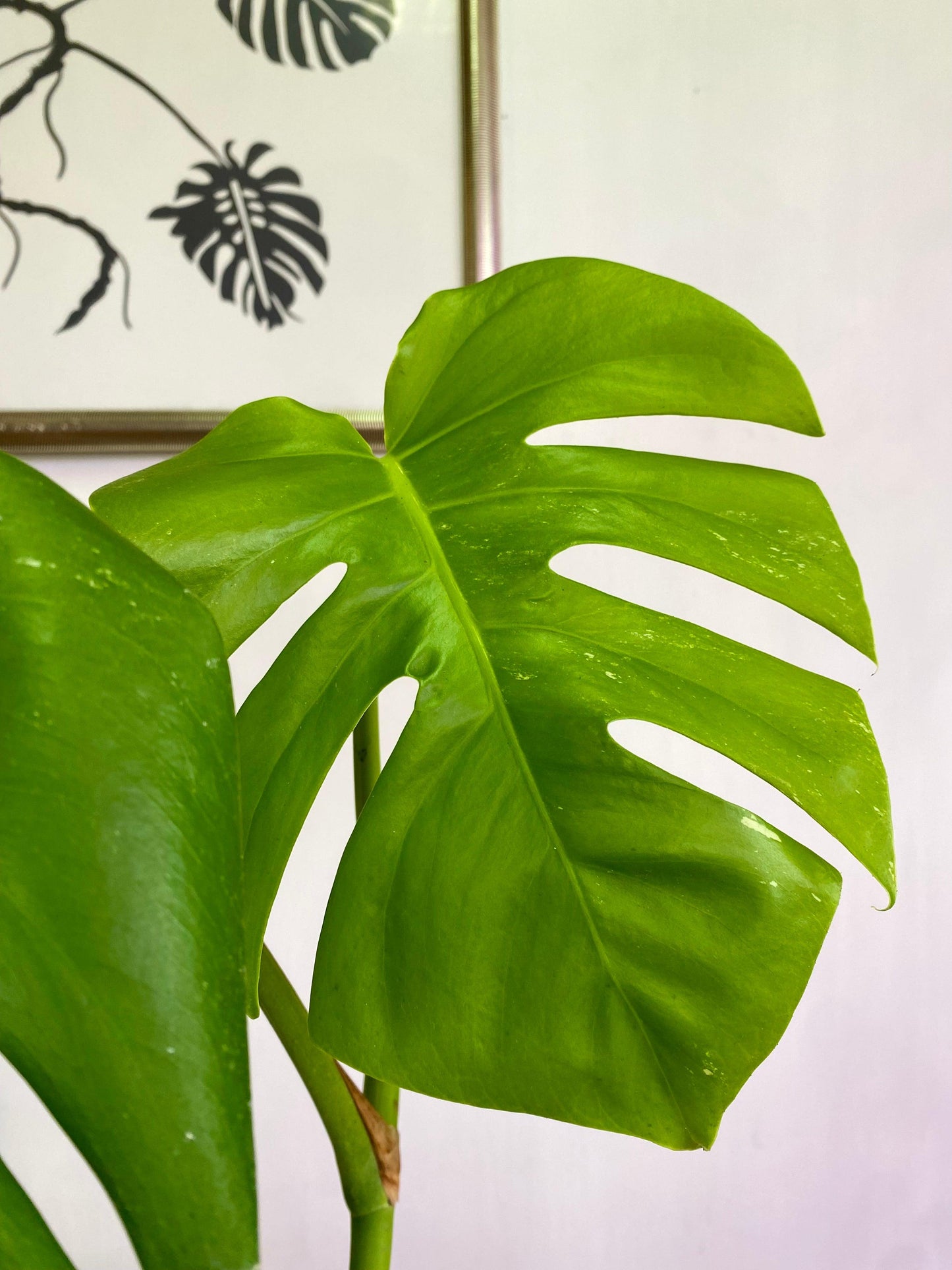 Monstera Borsigiana