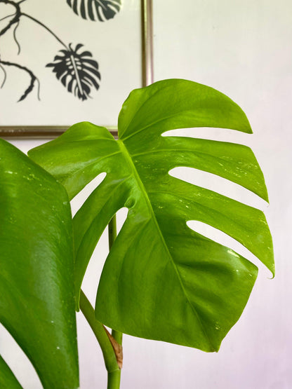 Monstera Borsigiana
