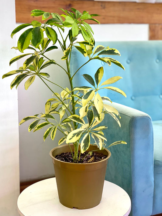 Schefflera Sol