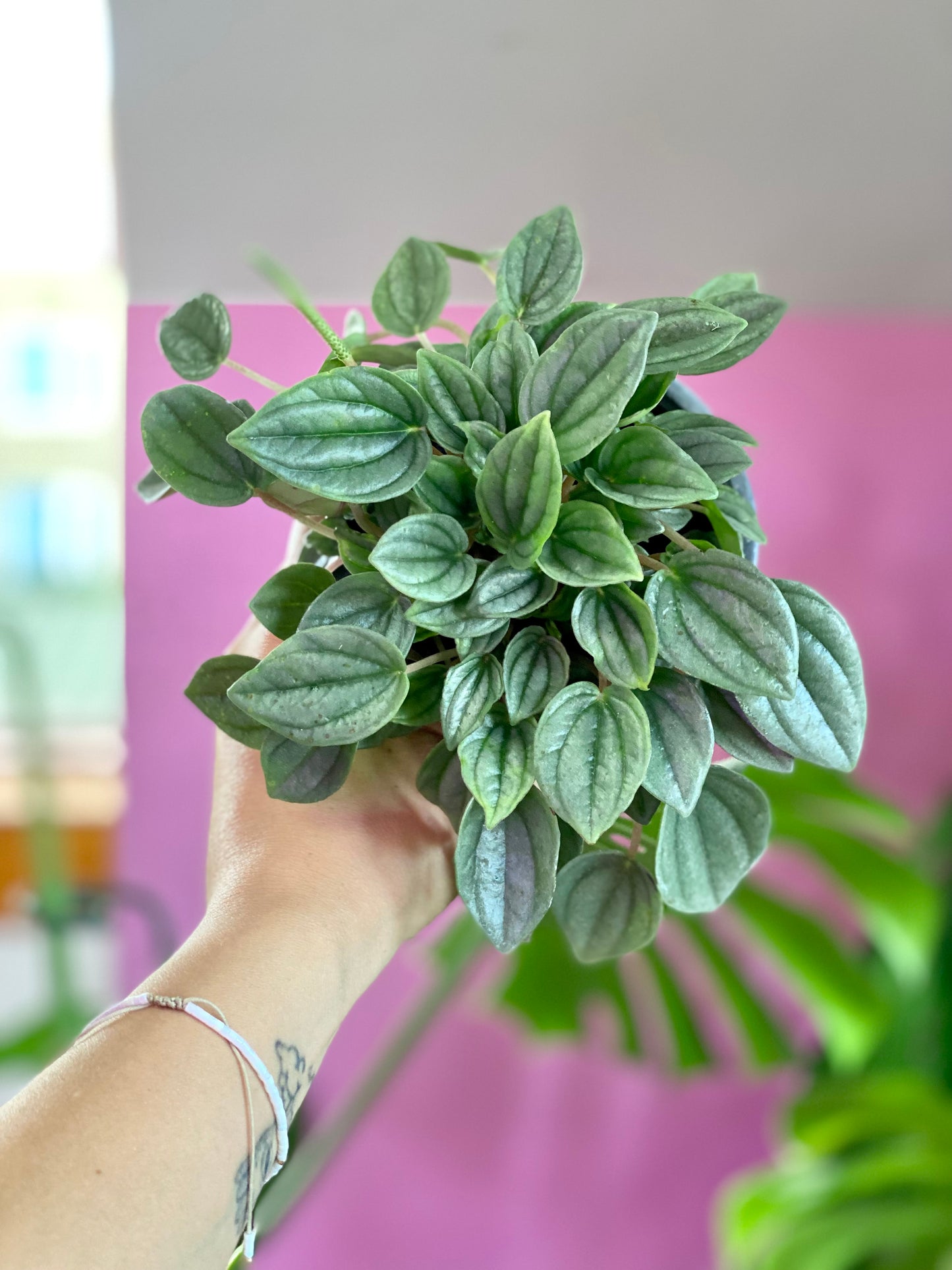 Peperomia Napoli night