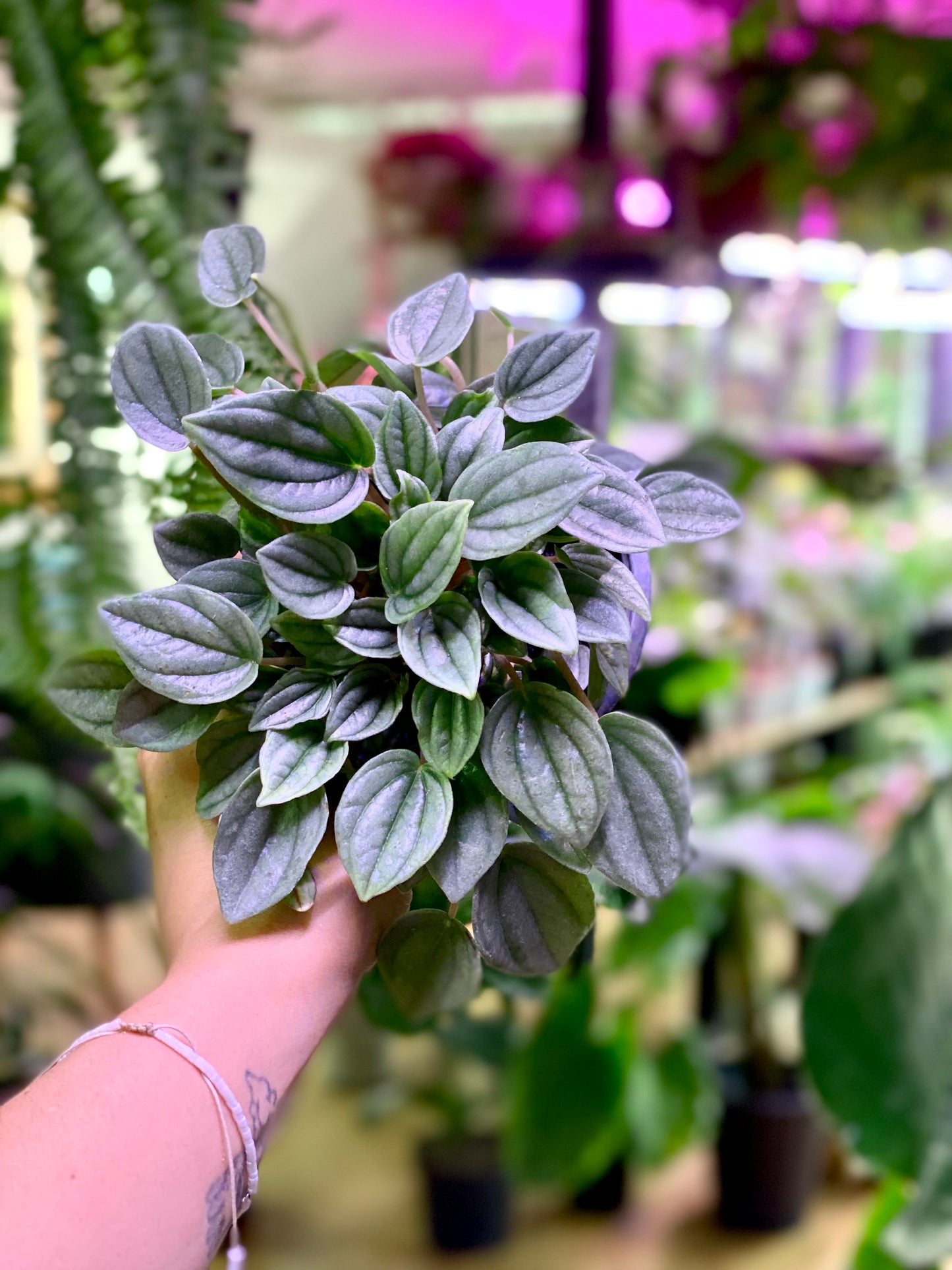 Peperomia Napoli night