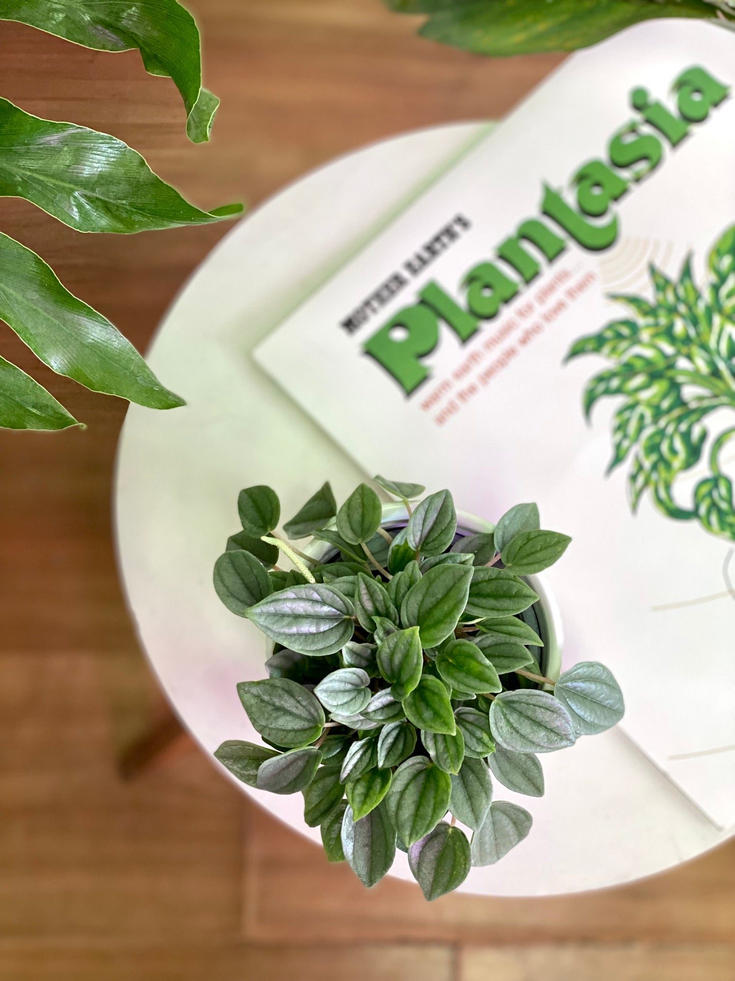 Peperomia Napoli night