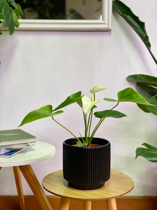 Anthurium Andreanum Blanco o Flor de Flamenco