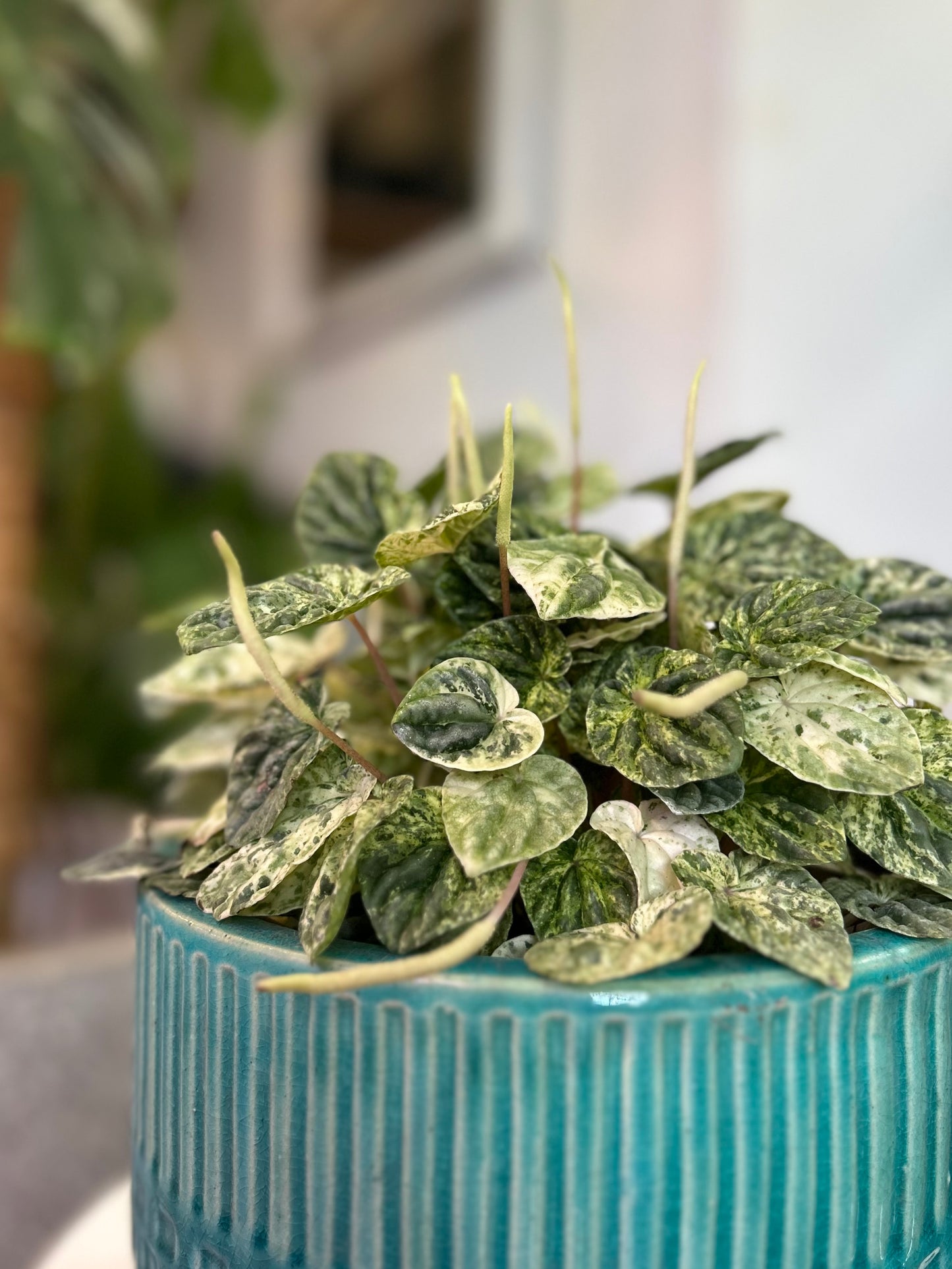 Peperomia Caperata Variegada M
